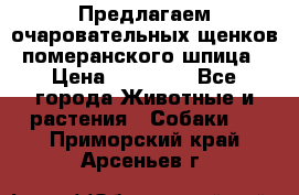 Предлагаем очаровательных щенков померанского шпица › Цена ­ 15 000 - Все города Животные и растения » Собаки   . Приморский край,Арсеньев г.